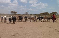 Het bezoeken van Masai dorpen